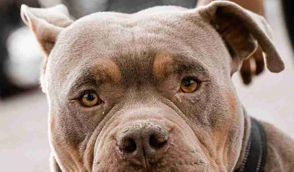 Brew Ha-Ha: How a Cup of Joe Became a Close Encounter with a Canine Catastrophe